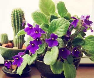 Plante violette africaine à fleurs violettes