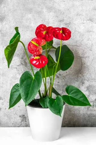 plante d'Anthurium rouge