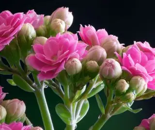 Kalanchoe blossfeldiana