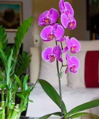 10 plantes d'intérieur qui fleurissent toute l'année – choisissez parmi nos recommandations d'experts pour une floraison continue