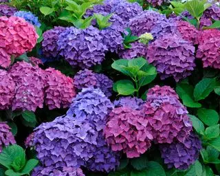hortensias en un borde