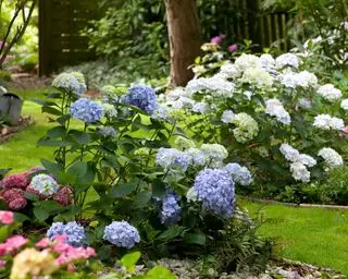hortensias blancas, rosas y azules que crecen en parterres del jardín