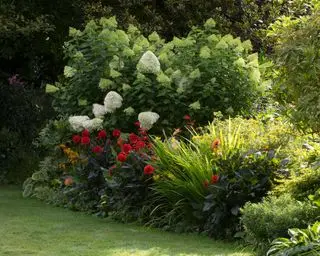 hortensias que crecen en un borde de jardín mixto