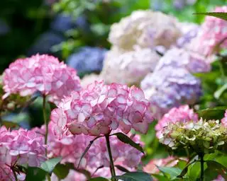 cabezas de flores de hortensias de color rosa pálido, azul y blanco