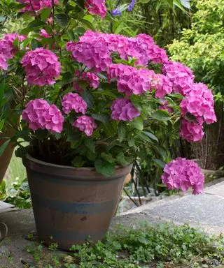 hortensia rosa creciendo en una maceta