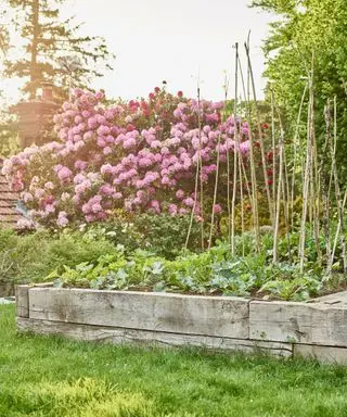 Cómo cultivar hortensias