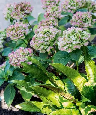 Cómo cultivar hortensias