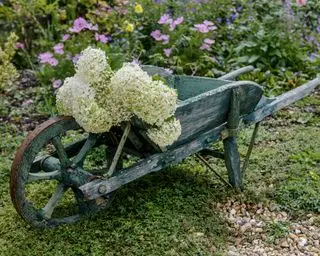 Cómo cultivar hortensias