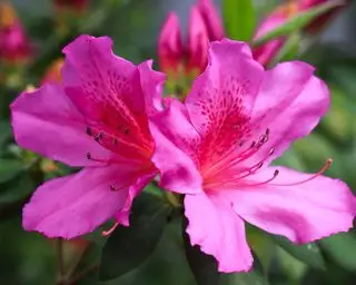 azalea rosa
