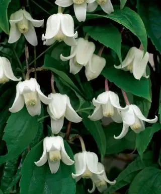 Las mejores flores de invierno para plantar clemátides de invierno