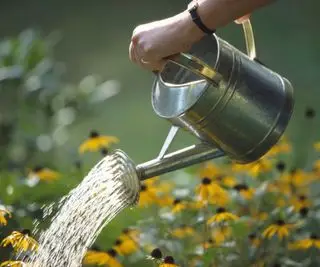 Planter, der vandes med en dåse