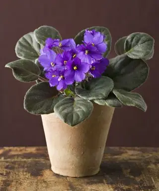 Afrikansk violet plante