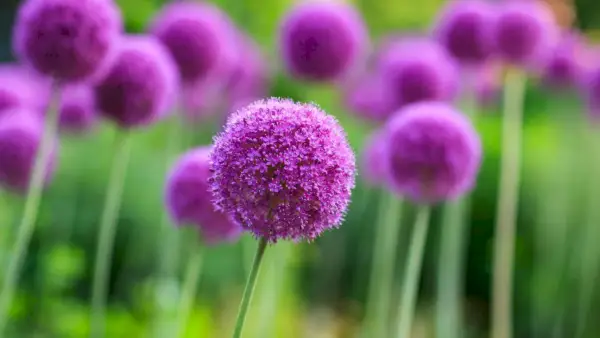 Quando piantare i bulbi di allium – per risultati spettacolari