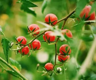 Tomates cereja vermelhos crescendo em uma planta de tomate