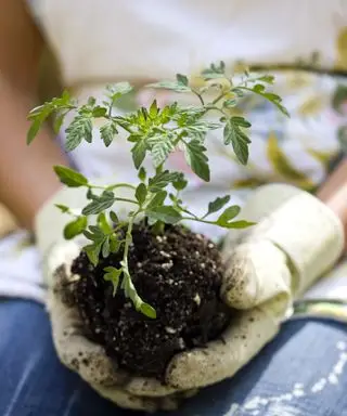 Mãos segurando uma muda de tomate jovem pronta para plantá-la