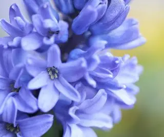 Primo piano del fiore blu del giacinto