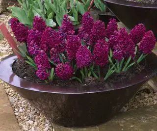 Bulbi di giacinto che fioriscono in vaso