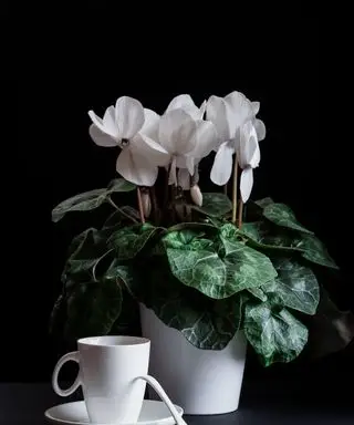 Naturaleza muerta de humor oscuro con una flor de ciclamen blanca y una taza blanca