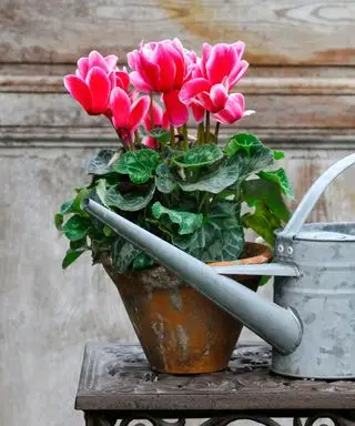 ciclamen rosa en una maceta de terracota junto a una regadera de metal