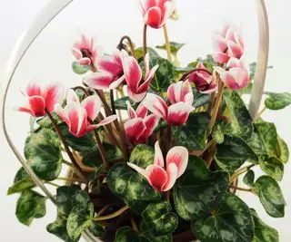 ciclamen rosa y blanco en una olla
