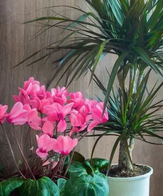 Planta de ciclamen frente a una dracaena en el interior.
