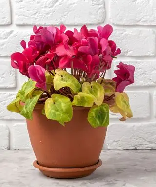 Hojas amarillas en una planta de ciclamen en maceta rosa.