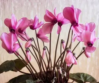 Flores de ciclamen rosa pálido.