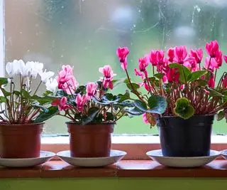 Cómo cultivar ciclamen de interior: para meses de flores brillantes