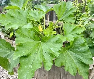 カボチャはコンテナで栽培できますか?専門家がこの作物の鉢植え栽培を成功させるための6つの重要なヒントを明らかにする