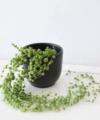 Cómo propagar collar de perlas: 3 métodos sencillos para obtener nuevas plantas