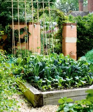 Wie hoch sollte ein Hochbeet sein? Gartenexperten geben wichtige Ratschläge