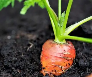 Der Rat dieses Gartenexperten für den Anbau von Karotten in Behältern ist das Geheimnis für den Anbau schmackhafter Pflanzen im Topf