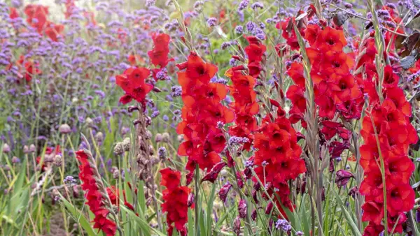 ¿Cuándo florecen los gladiolos? ¿Y qué hacer para conseguir flores espectaculares?