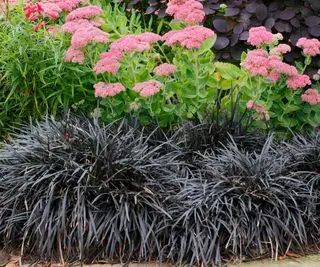 Herbe mondo noire poussant à l'avant d'un parterre de fleurs