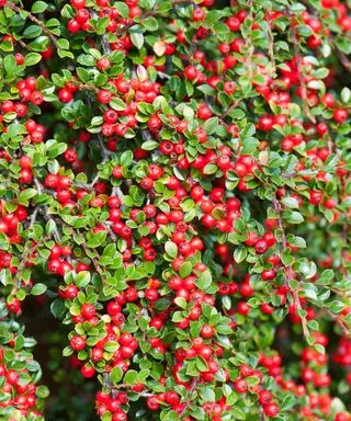 Cotoneaster horizontalis aux fruits rouges à l'automne