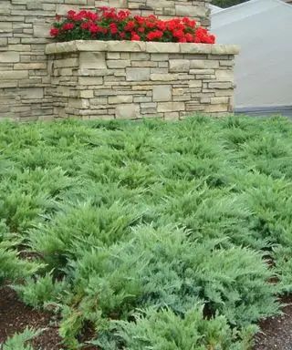 Genévrier Moor-Dense plante couvre-sol