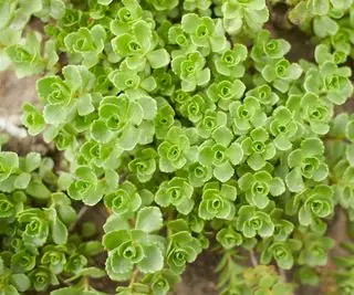 Sedum Spurius