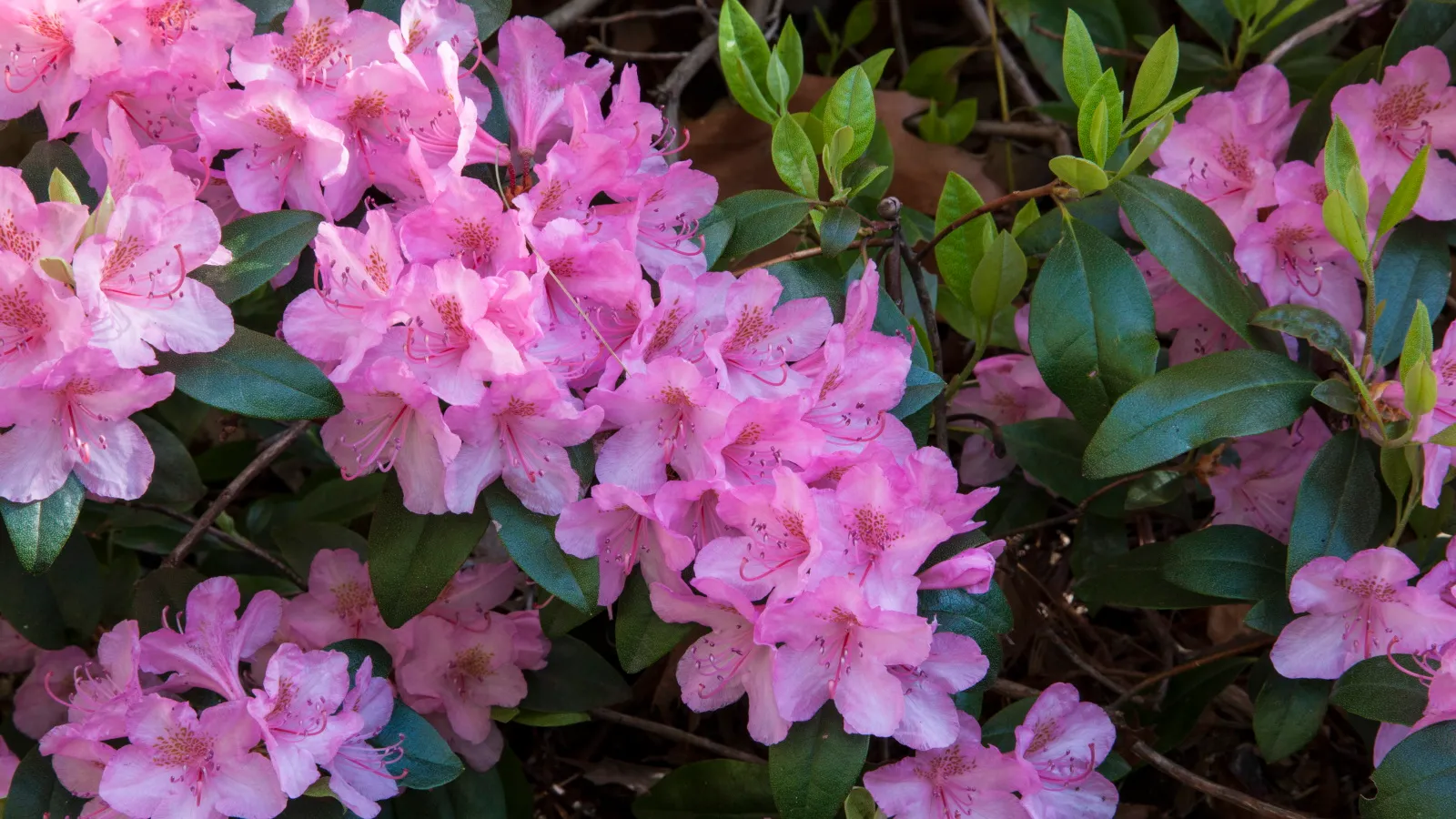 Essential Fall Care for Rhododendrons og Azaleas - Ekspert tips for å forberede buskene dine i de kaldere månedene
