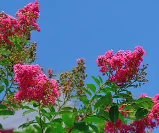 Myrte de crêpe fleurissant en rouge avec un ciel bleu