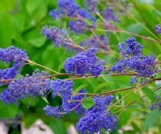 Ceanothus, California Lilac, fleurissant avec des fleurs bleu-lilas