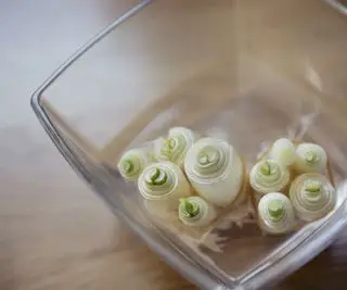 Cebollas verdes que crecen en agua en un recipiente de vidrio