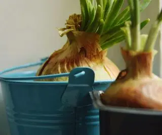 Cebollas que crecen en interiores en contenedores.
