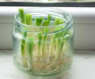 Cebollas verdes con fuertes brotes verdes que crecen en agua