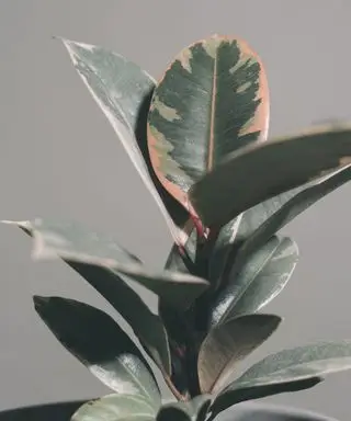 Un primer plano de hojas de plantas de interior en el interior sobre una mesa