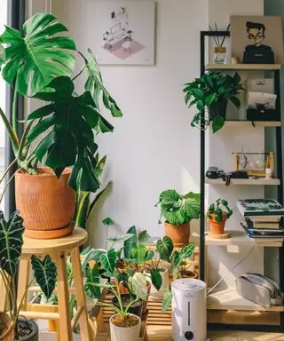 Una colección de plantas de interior en el suelo, una estantería y un taburete.