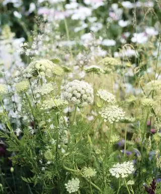 Ammi majus, 코펠라 식물 및 보호 정원