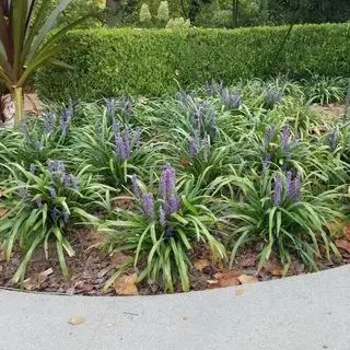 Liriope Grand Bleu