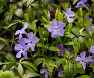Pervenche, Vinca