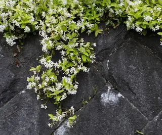 Jasmin asiatique poussant comme couvre-sol avec des fleurs blanches