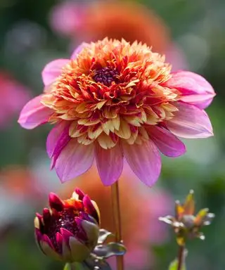 Dalia Floorinoor